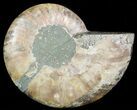 Agatized Ammonite Fossil (Half) #45520-1